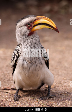 Calao à bec jaune Tockus leucomelas Dans Kruger National Park, Afrique du Sud Banque D'Images