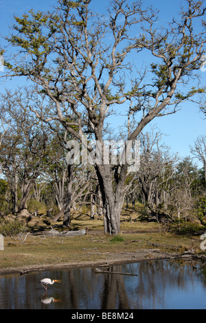 Yellowbilled Myctaria Stork (ibis) sur l'arbre mort Île dans le Delta de l'Okavango au Botswana Banque D'Images