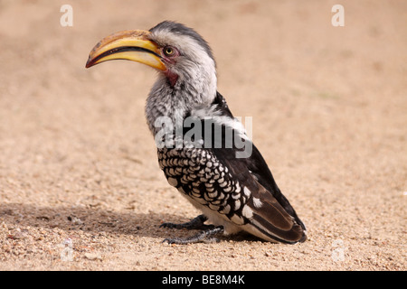 Calao à bec jaune Tockus leucomelas se tenant sur le sol dans le parc national Kruger, Afrique du Sud Banque D'Images