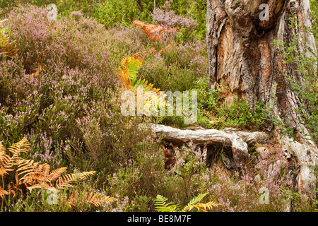 Close up Heather et de fougères à la base de l'arbre sur le sol de la forêt dans la forêt de pins calédoniens à Loch an Eilein, Parc National de Cairngorms Pa Banque D'Images