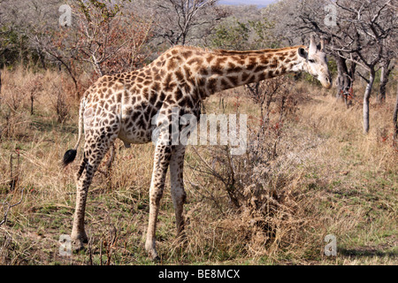 Le sud de Girafe Giraffa camelopardalis giraffa dans le Parc National Kruger, Afrique du Sud Banque D'Images