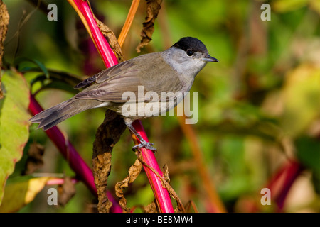 Zwartkop aandachtig kijkend takje op een. Blackcap sur une branche à la attentif. Banque D'Images