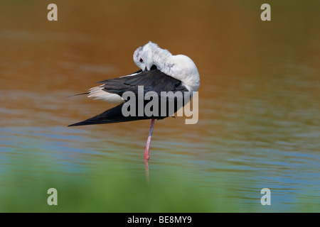 Un verenkleed steltkluut die zijn aan het poetsen est. Un Black-winged Stilt se lisser son plumage. Banque D'Images