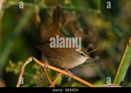 Zanger de Cetti zittend takje op. La Paruline Cetti assis sur la petite branche. Banque D'Images