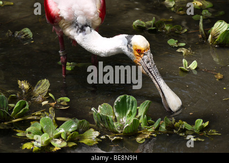 Roseate Spoonbill (Platalea ajaja ou Ajaia ajaja) Banque D'Images