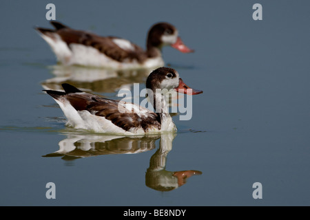 Bergeenden Twee zwemmen rondje naast het op en rimpelloze l'eau. Deux Shelducks paddling côte à côte dans l'imperturbable de l'eau. Banque D'Images