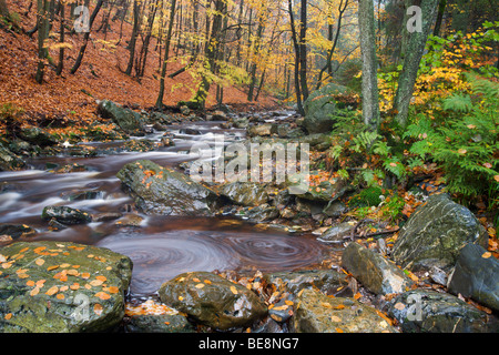 Dans Bergbeek La Hoegne herfst ; ruisseau de montagne La Hoegne en automne Banque D'Images