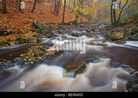 Dans Bergbeek La Hoegne herfst ; ruisseau de montagne La Hoegne en automne Banque D'Images