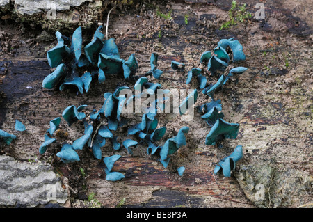 Woodcup vert ou Elf Tasse Champignons - Chlorociboria aeruginascens Banque D'Images