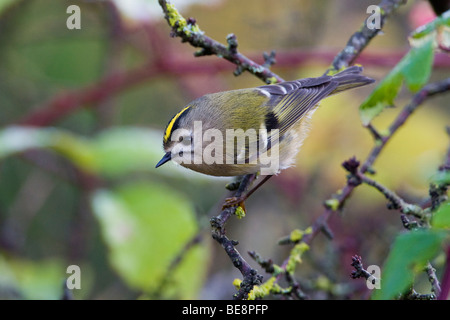 Tuinvogel op een tak rencontré stamcafé. Goldcrest sur une brindille de lichen. Banque D'Images