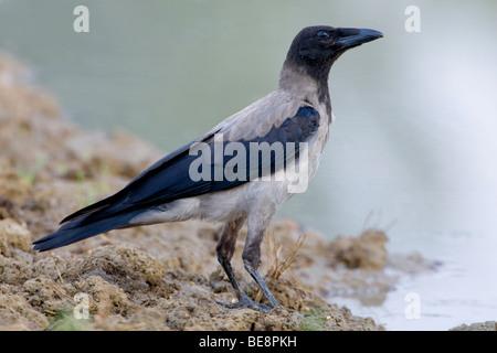 Bonte Kraai staand aan de waterkant. Hooded Crow debout au bord de l'eau. Banque D'Images