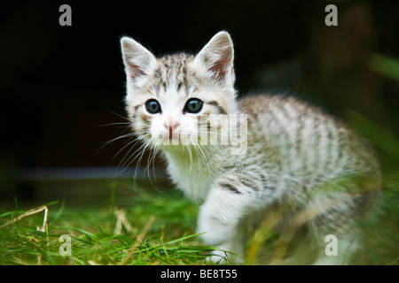 Chat domestique, chaton marcher dans l'herbe Banque D'Images