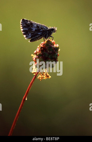 Aardbeivlinder (Pyrgus malvae), Belgi ã skipper (Pyrgus malvae), Belgi Banque D'Images