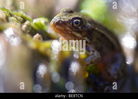 Macro nom op van bruine kikker tussen vegetatie ; photo macro de grenouille commune entre la végétation Banque D'Images