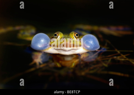 Vooraanzicht van kwakende groene kikker ; vue avant du coassement grenouille verte Banque D'Images