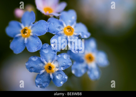 Nom op van Moerasvergeet macro-me-dauwdruppels nietjes rencontré ; photo macro d'eau forget-me-not avec gouttes de rosée ; Banque D'Images