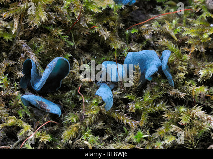 Woodcup vert ou Elf Tasse Champignons - Chlorociboria aeruginascens Banque D'Images