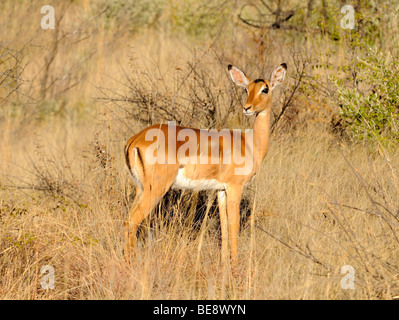 Femelle Impala (Aepyceros melampus), Madikwe Game Reserve, Afrique du Sud Banque D'Images