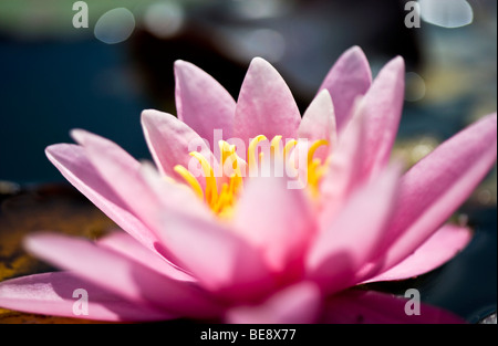 Close-up portrait of a genre nymphaea nénuphar rose Banque D'Images