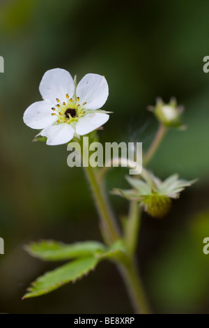 Fraisier Fragaria vesca ; Banque D'Images