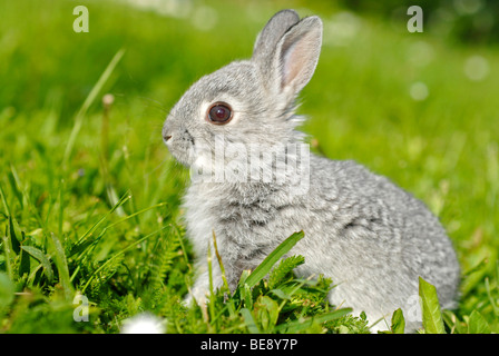 Jeune lapin nain, environ 4 semaines, assis sur la pelouse Banque D'Images