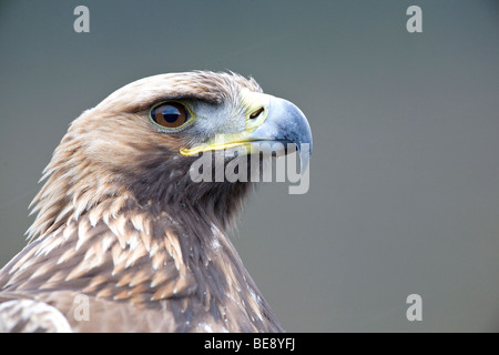 Aigle royal Aquila chrysaetos portrait pris dans des conditions contrôlées en Écosse Cairngorms Banque D'Images