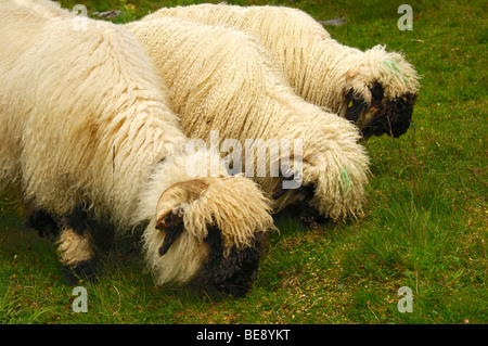 Trois moutons du Valais naseux noir sur un pâturage pâturage race, Valais, Suisse, Europe Banque D'Images