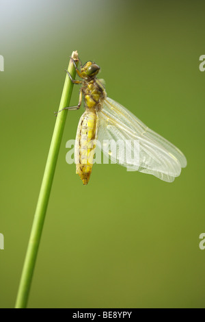 Vu le large taille chaser dragonfly (Libellula depressa), Gaume, Belgique Banque D'Images