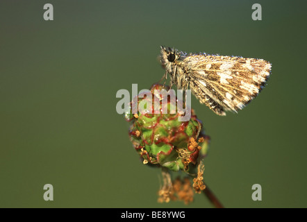 Aardbeivlinder (Pyrgus malvae) ã skipper (Pyrgus malvae) Banque D'Images