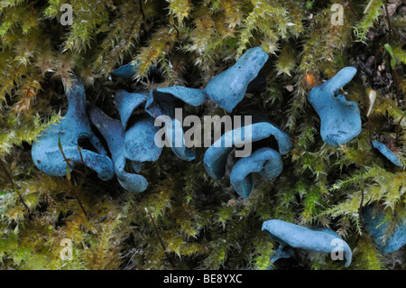 Woodcup vert ou Elf Tasse Champignons - Chlorociboria aeruginascens Banque D'Images