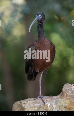 Ibis falcinelle - Plegadis falcinellus Banque D'Images