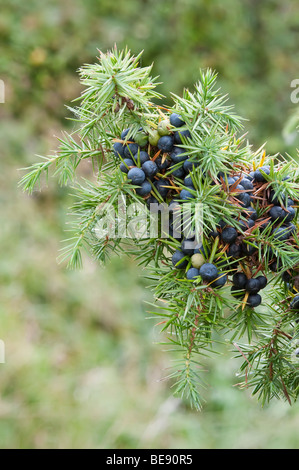 Juniperus communis genévrier baies et feuillage Banque D'Images