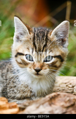 Chat domestique, chaton en mode portrait Banque D'Images