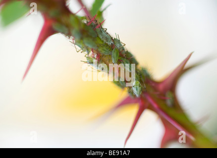 Les pucerons sur la tige d'une rose sauvage, bladluizen op de stengel van een wilde roos ; Banque D'Images