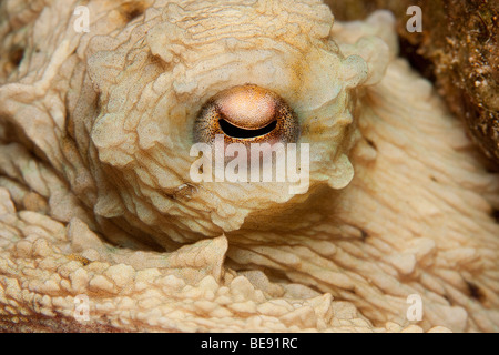 Poulpe commun (Octopus vulgaris) se cache dans les décombres de récif comme vu à la plongée de nuit à la jetée de la ville, Bonaire, Antilles néerlandaises. Banque D'Images