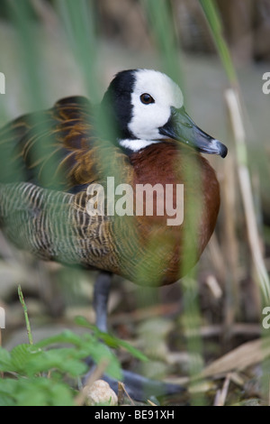 Sifflement à face blanche Canard - Dendrocygna viduata Banque D'Images