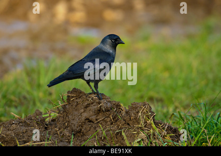 Kauw ; Western Jackdaw ; Corvus monedula Banque D'Images