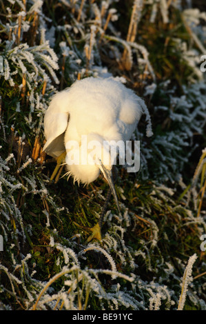 Kleine Zilverreiger;;l'Aigrette garzette Egretta garzetta ; Banque D'Images