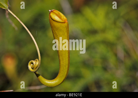 Sarracénie carnivores (Nepenthes madagascariensis), Fort Dauphin, Taolanaro, Madagascar, Sud Madagascar, Afrique