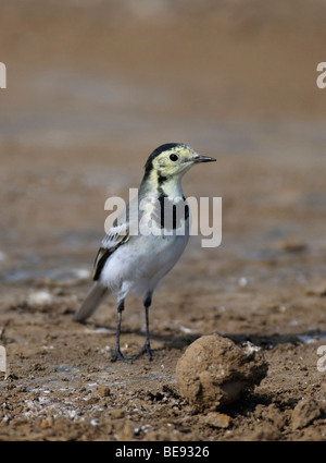 Witte Kwikstaart;Bergeronnette grise Motacilla alba ;; Banque D'Images