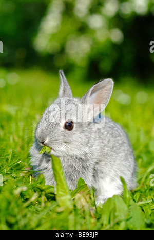 Jeune lapin nain, environ 4 semaines, assis sur la pelouse Banque D'Images