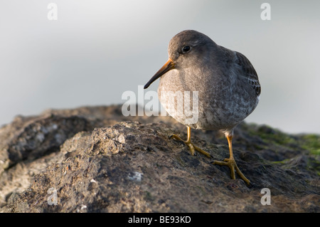 Paarse strandloper op een dijk ; Bécasseau violet sur un barrage Banque D'Images