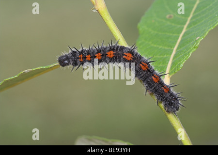 Rouwmantelrups ; Caterpillar de la Camberwell Beauty Banque D'Images