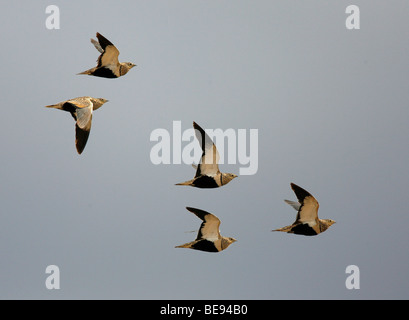Cinq (5) Black-bellied Sandgrouses d'oiseaux en vol en avion en diagonale Banque D'Images
