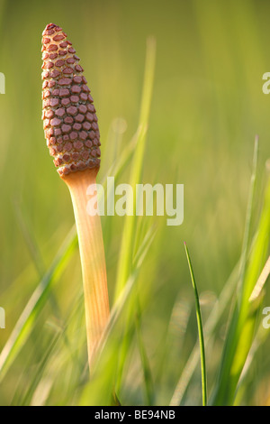 Heermoes (Equisetum arvense), Belgi prêle des champs (Equisetum arvense), Belgique Banque D'Images