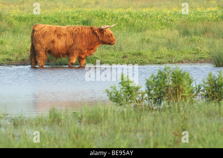 Schotse Hooglander (Bos taurus domesticus) de Poel, Belgi Highlander écossais (Bos taurus domesticus) dans la piscine, Belgique Banque D'Images