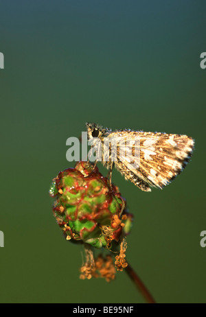 Aardbeivlinder (Pyrgus malvae), Belgi ã skipper (Pyrgus malvae), Belgique Banque D'Images