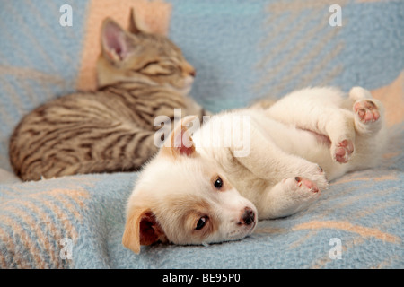 Jeune chat et de jeunes chiens dormir sur une couverture à côté de l'autre Banque D'Images