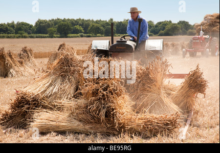 Un tracteur vintage avec une pièce jointe de balayage la collecte des gerbes de maïs dans le champ de la récolte Banque D'Images