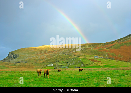 Arc-en-ciel et de bétail dans Greeneville, comté de Donegal, en République d'Irlande Banque D'Images